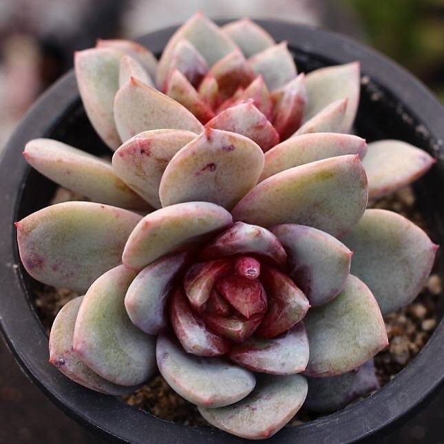 succulent german Echeveria Champagne, Germany – Cedar Creek Farmhouse