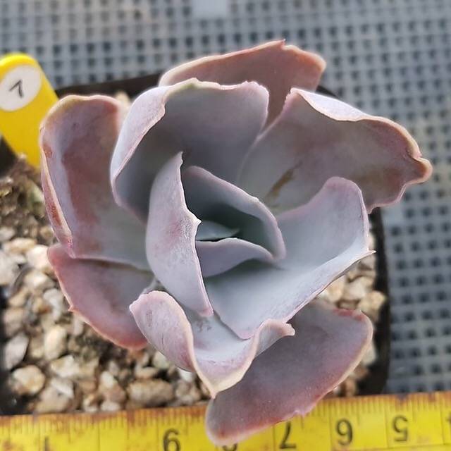 PRESALE Echeveria Vivian, NEW! (Random)