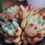 PRESALE Echeveria Freckled Champagne Cluster, (Not so Random)