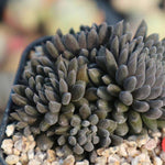 PRESALE Sinocrassula Yunnanensis, (Random)