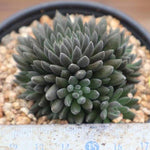 Sinocrassula Yunnanensis, (Random)