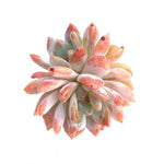 Echeveria Orange Monroe, Double