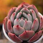 PRESALE Echeveria Colorata x Lauii