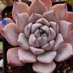 PRESALE Echeveria Largea, (Random)