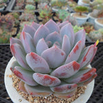 PRESALE Echeveria Hosikage, (Random)