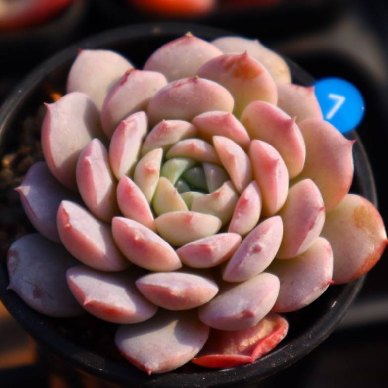 Echeveria Amazing Grace