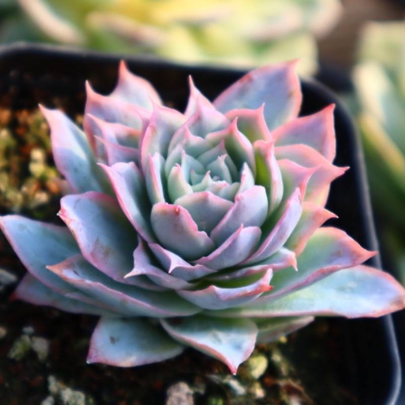 Graptoveria Rose Queen