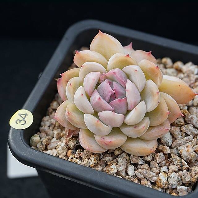 PRESALE Echeveria 'Polite,' (Random)