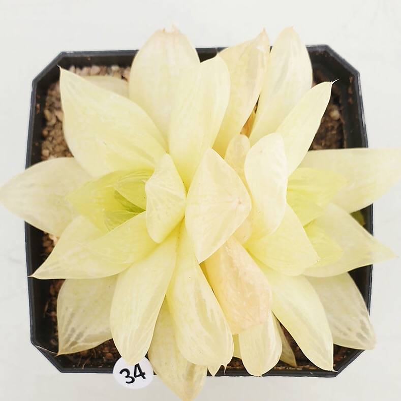 PRESALE Haworthia Cymbiformis f. Variegata, (Random)