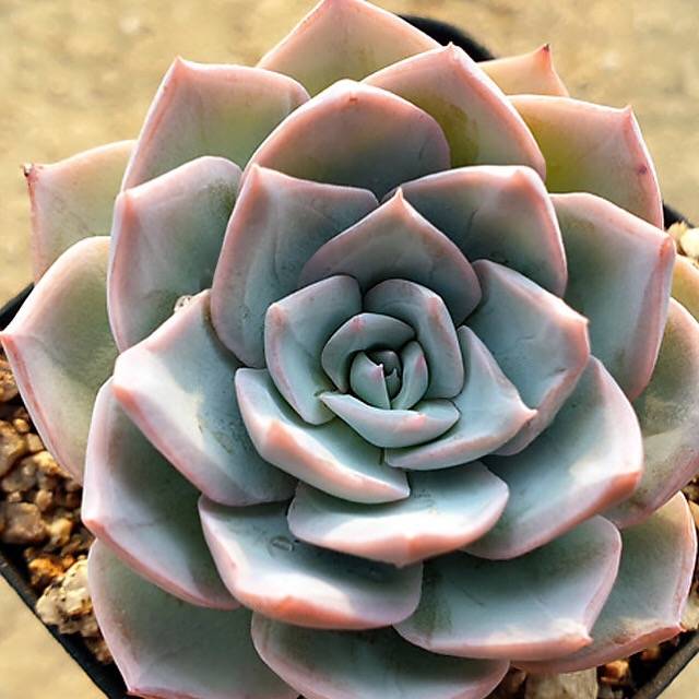 SPECIAL! JUST CART!! PRESALE Echeveria 'Grand Blue,' (Not So Random)