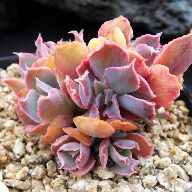 PRESALE Echeveria Shaviana Madre Del Sur, Cluster, (Not so Random)