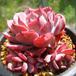 PRESALE Echeveria Laulensis, (Random)