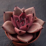PRESALE Echeveria Agavoides Ebony, (Not so Random)
