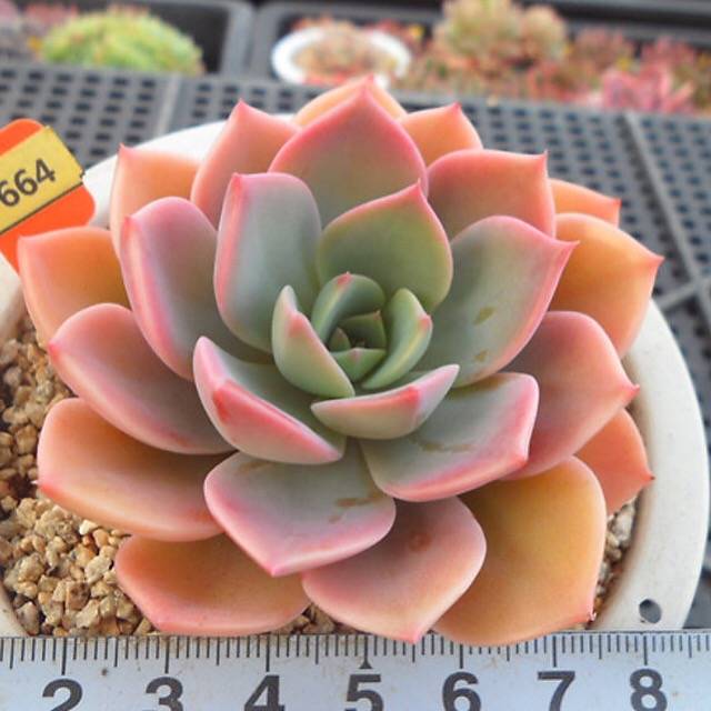 PRESALE Echeveria Tinkerbelle, (Random)