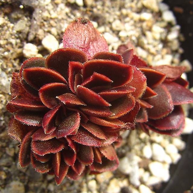 PRESALE Echeveria Ghidoric Iron, Mini Crests, (Random)