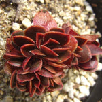 PRESALE Echeveria Ghidoric Iron, Mini Crests, (Random)