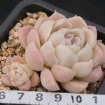 PRESALE Echeveria Hughmillus, (Random)