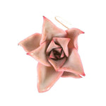 PRESALE Echeveria Madiba, (Random)