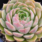 Echeveria Onlow, (Random)