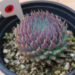 PRESALE Echeveria Sp, (Random)