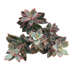 SALE! Echeveria cv Rezry