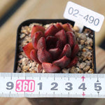 PRESALE Echeveria Black Queen Hybrid (Maleficent-esque)., (Not so Random)