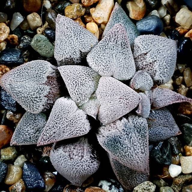 Haworthia Pygmaea ‘Snow’ Hybrid with Offset, (Video)