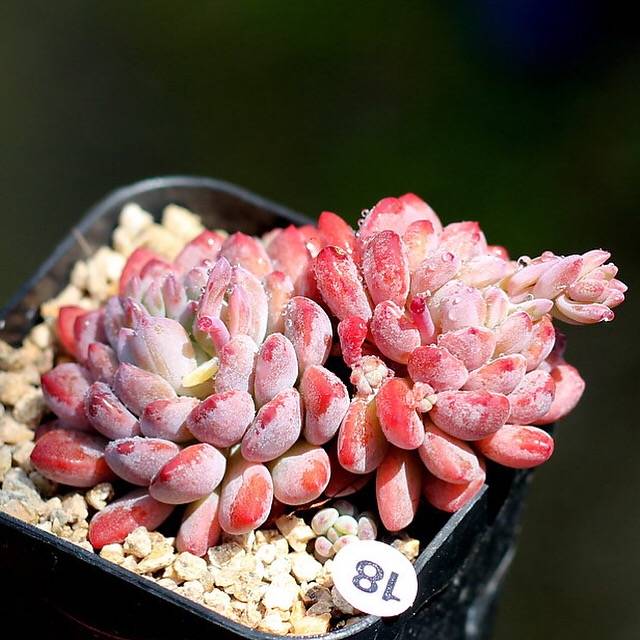 PRESALE Echeveria Amoena, (Not so Random)