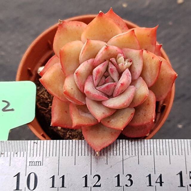 PRESALE Echeveria Eiria, (Not so Random)