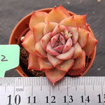 PRESALE Echeveria Eiria, (Not so Random)