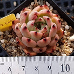 PRESALE Echeveria Jackal, (Not so Random)