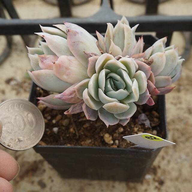 PREVIEW OF MOTHER"S DAY WEEKEND FLASH SALE! PRESALE Graptoveria Rose Queen, (Random)