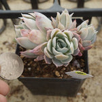 PREVIEW OF MOTHER"S DAY WEEKEND FLASH SALE! PRESALE Graptoveria Rose Queen, (Random)