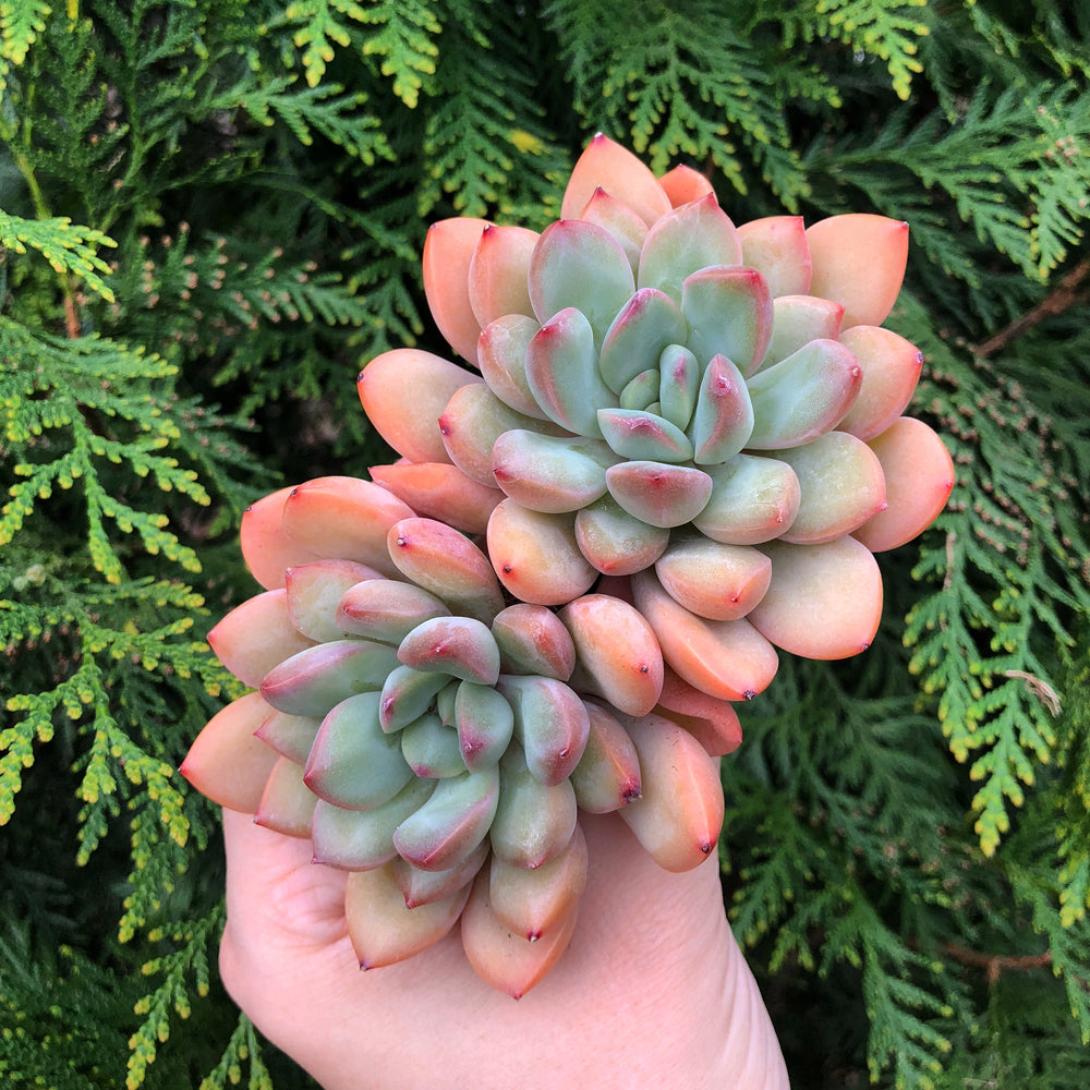 Echeveria Chubby Lips, Double