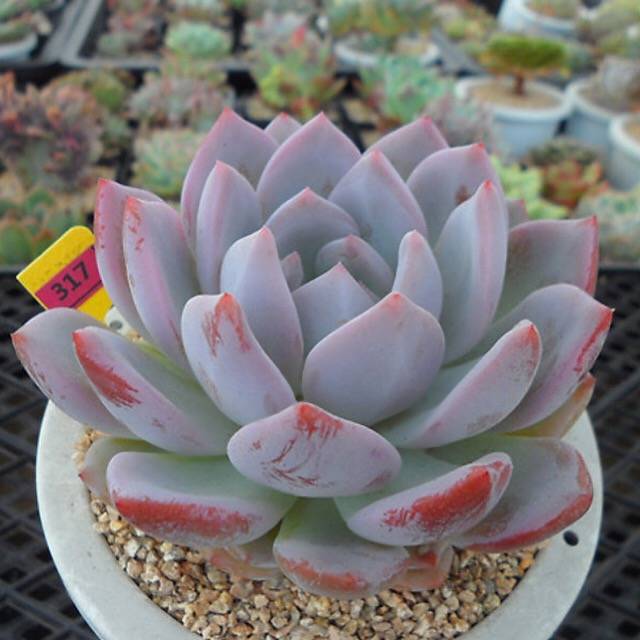 PRESALE Echeveria Hosikage, (Random)