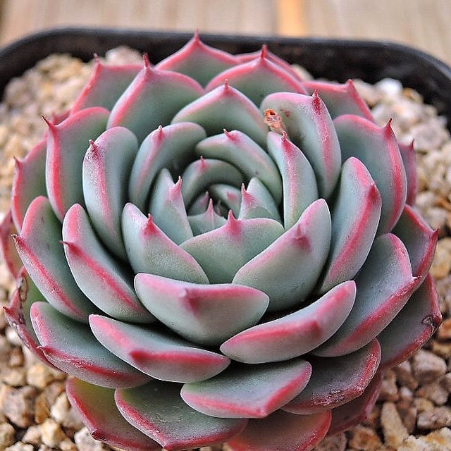 Sale! Echeveria 'Charmean'