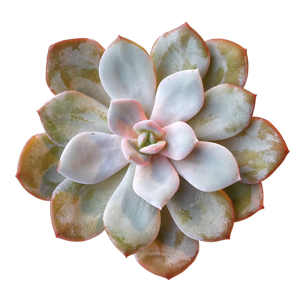 The Good, The Bad and The UGLY! Echeveria Cream Tea