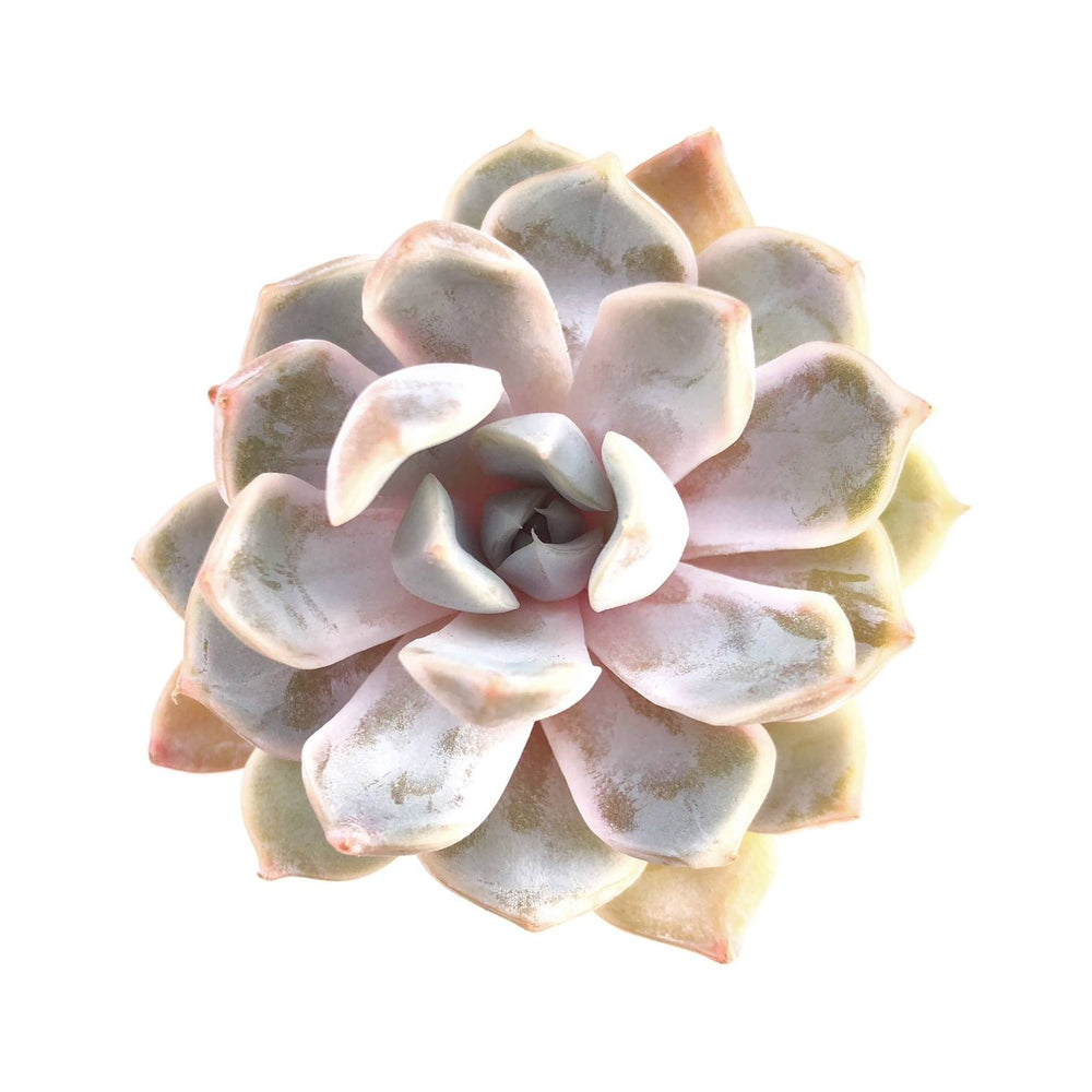 SALE! Echeveria Snow Bunny