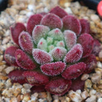 PRESALE Echeveria Carol, (Random)