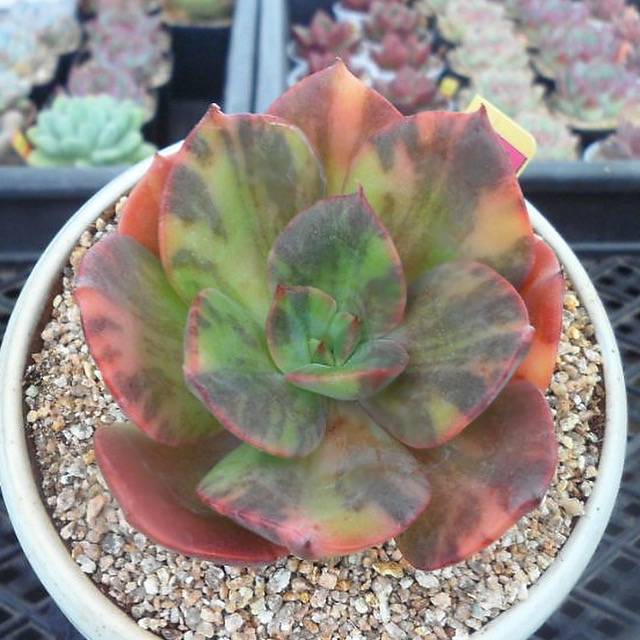 blue metal succulent Echeveria Blue Metal Variegata