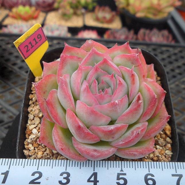 silhouette succulent Echeveria Silhouette, (Random) – Cedar Creek Farmhouse