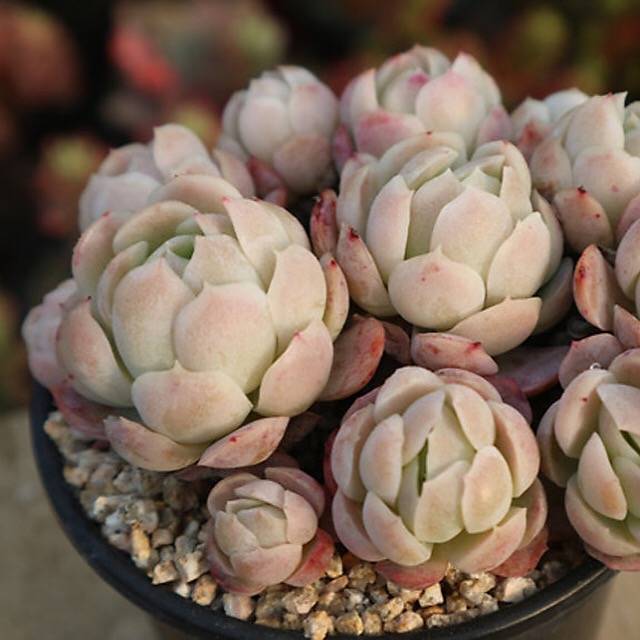 (RESERVED) Echeveria Lemon Berry, Cluster