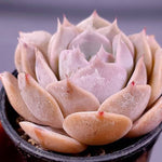 PRESALE Echeveria Lauii Hybrid, (Not so Random)