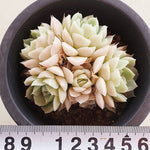 PRESALE Echeveria Hughmillus, Cluster, (Random)