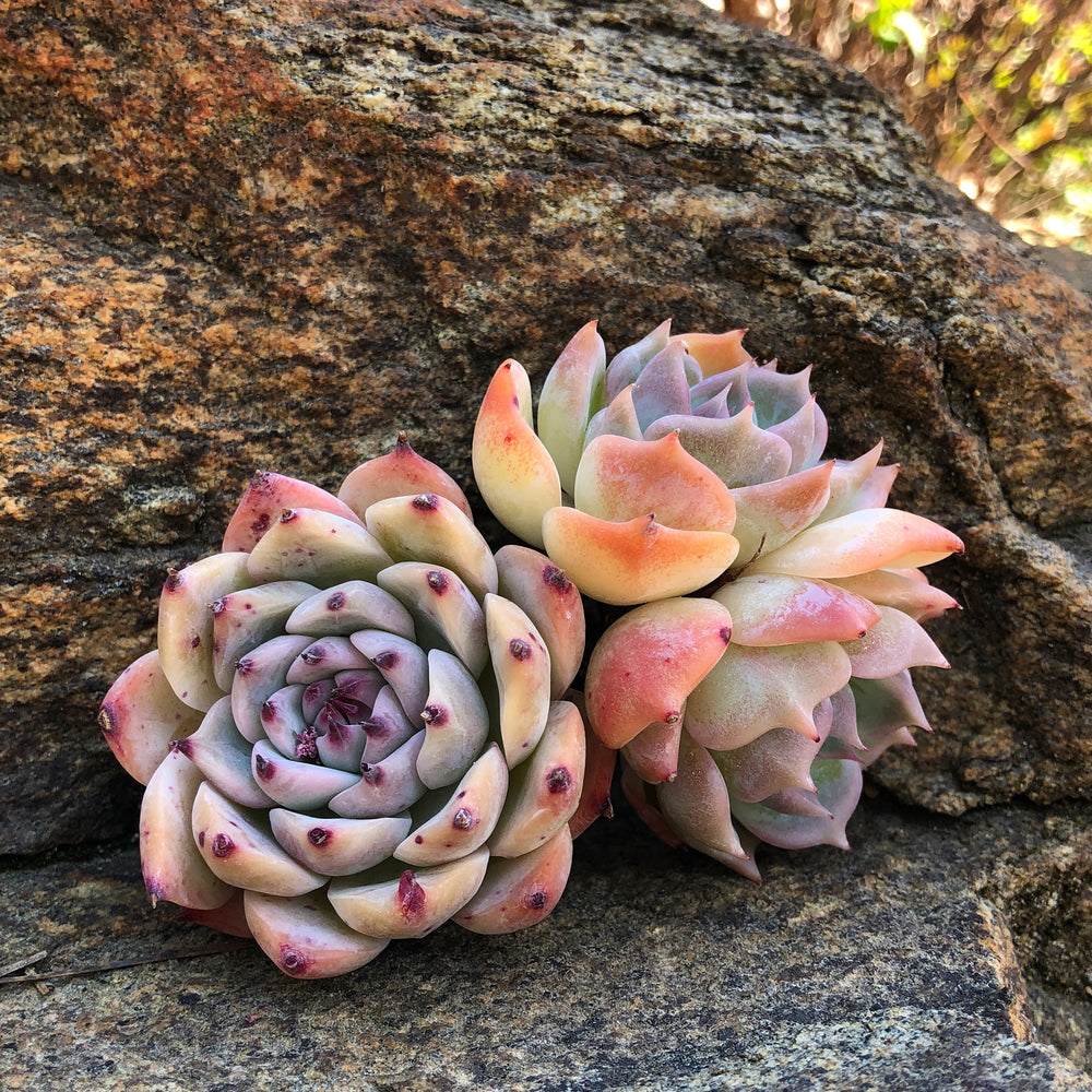 Echeveria Chihuahuaensis Hybrid