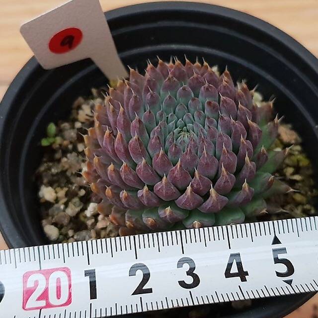 PRESALE Echeveria Sp, (Random)