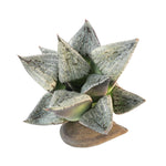 Haworthia Mutica White Hybrid