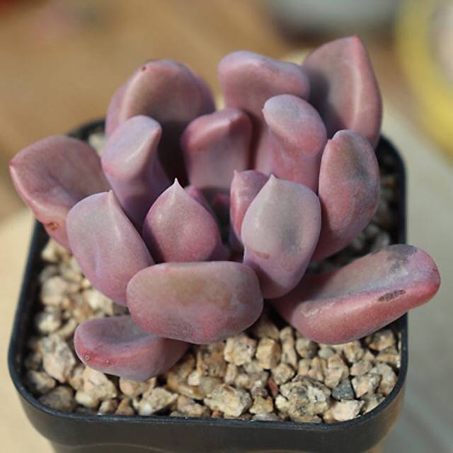 PRESALE Echeveria Cupid, (Random)