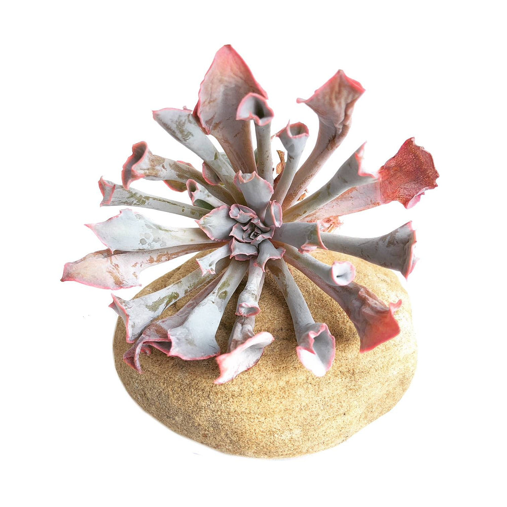 The GOOD, The BAD and The UGLY SALE! Echeveria Trumpet Pinky