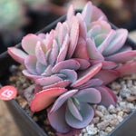 PRESALE Echeveria Angel Wings, Cristata, (Not so Random)